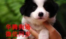 边境牧羊犬售价,品质与价格背后的故事