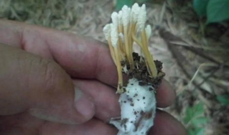 金蝉花图片,虫菌共生奇观,传统中药的珍贵瑰宝