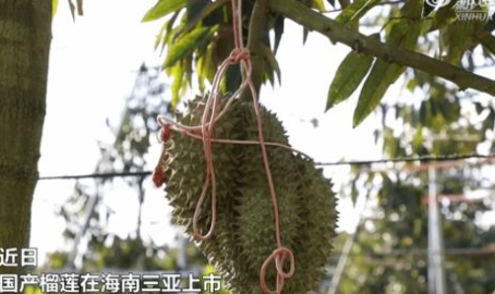 国产榴莲迎来首次上市,开启“榴莲自由”新时代