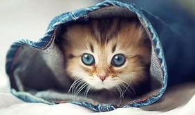 娱乐吃瓜君罗小猫,娱乐吃瓜界的“猫界网红”