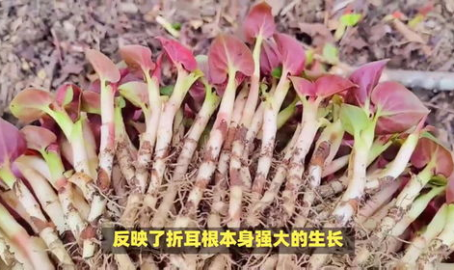 什么是折耳根,从鱼腥草到餐桌上的美味佳肴