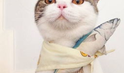 娱乐吃瓜酱桂花猫